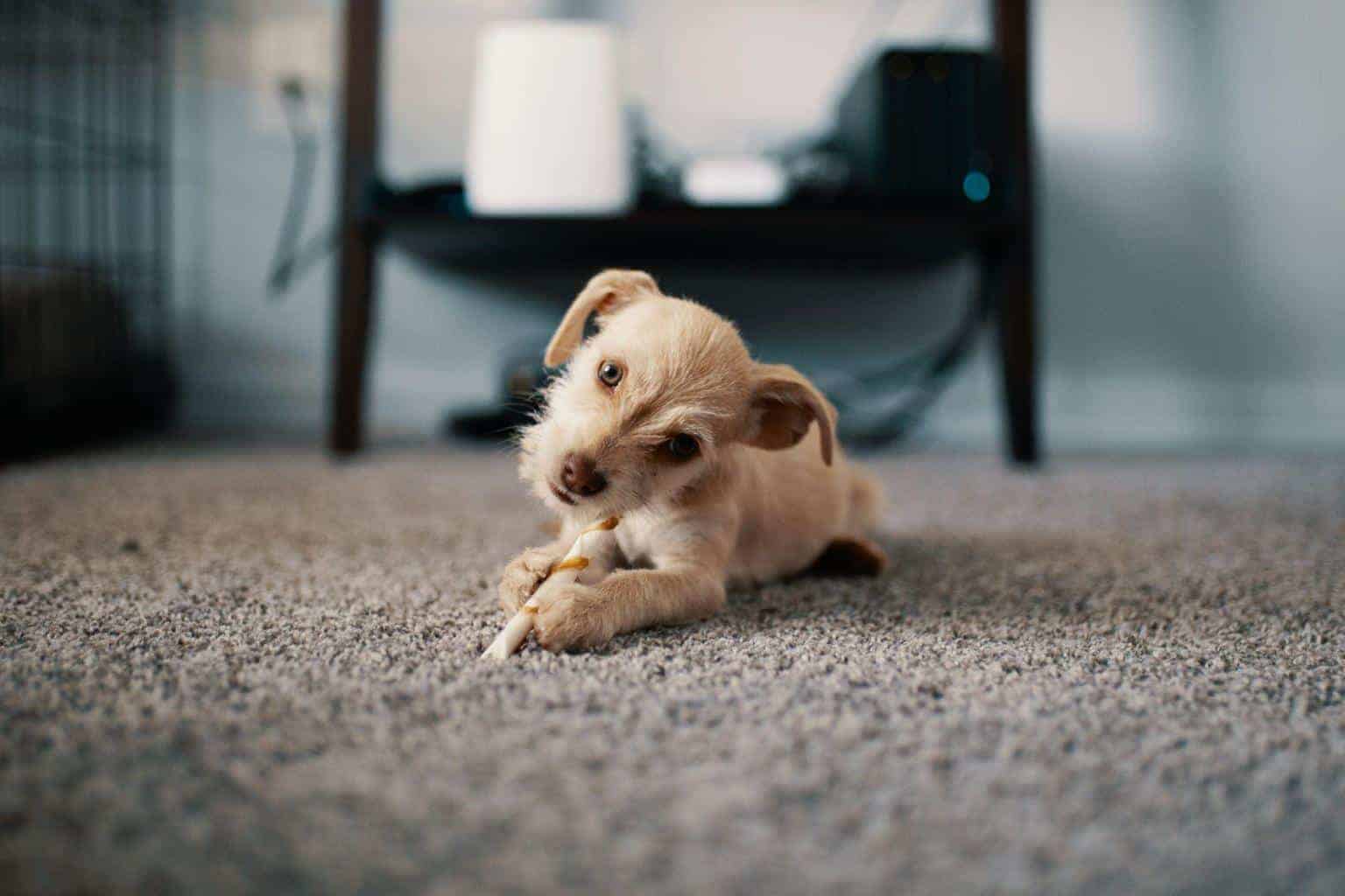 5 Tips For Keeping Your Carpets Clean