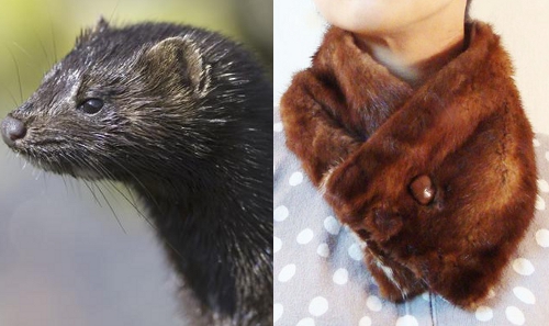 How to Identify Vintage Mink, Fox, Rabbit, Beaver & Raccoon Furs