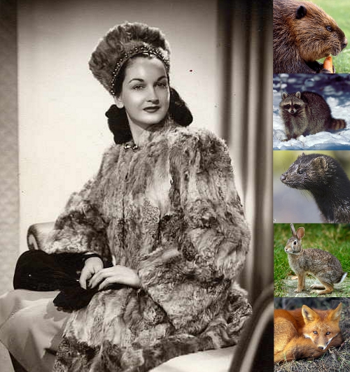 How to Identify Vintage Mink, Fox, Rabbit, Beaver & Raccoon Furs